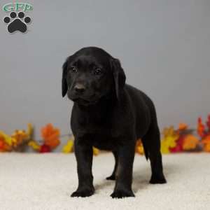 Bear, Black Labrador Retriever Puppy